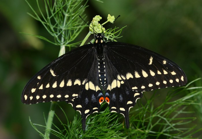blackswallowtailbutterflymale