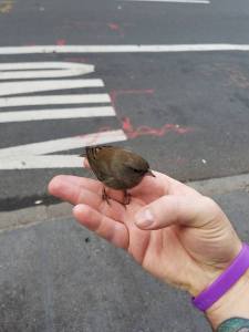 14695590_1387960737888676_754268591998074392_n