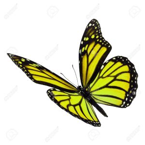 50362184-beautiful-yellow-monarch-butterfly-flying-isolated-on-white-background